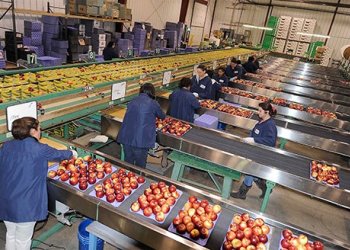 Servicios de Empaques